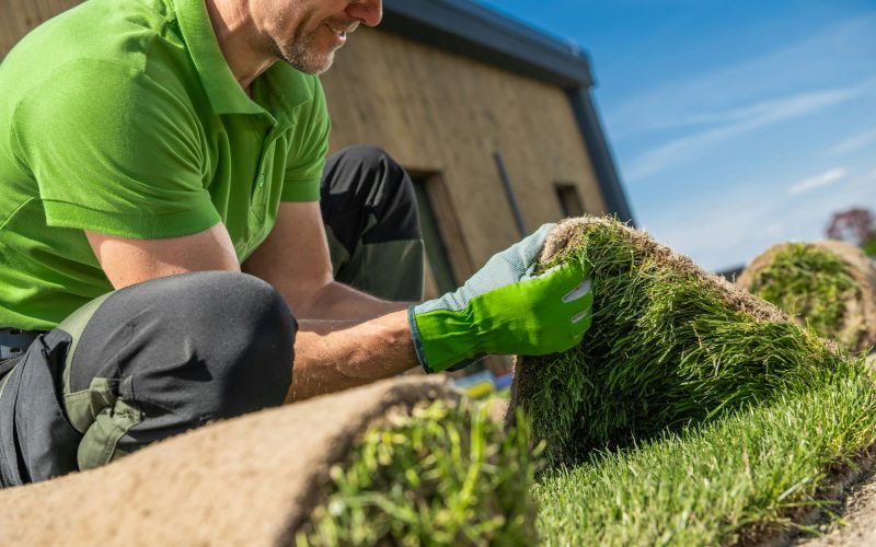 Professional Landscaper Laying Grass on Lawn